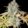 Purple Tangie Fast