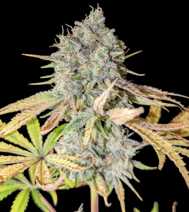 Purple Tangie Fast