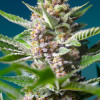 Purple Punch OG SOLDES