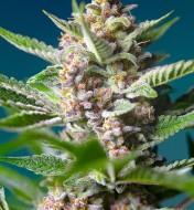 Purple Punch OG SOLDES