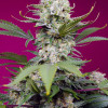 Sweet Mandarine Zkittlez XL Auto SOLDES