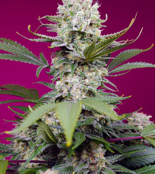 Sweet Mandarine Zkittlez XL Auto SOLDES