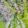 Sweet Mandarine Zkittlez XL Auto SOLDES