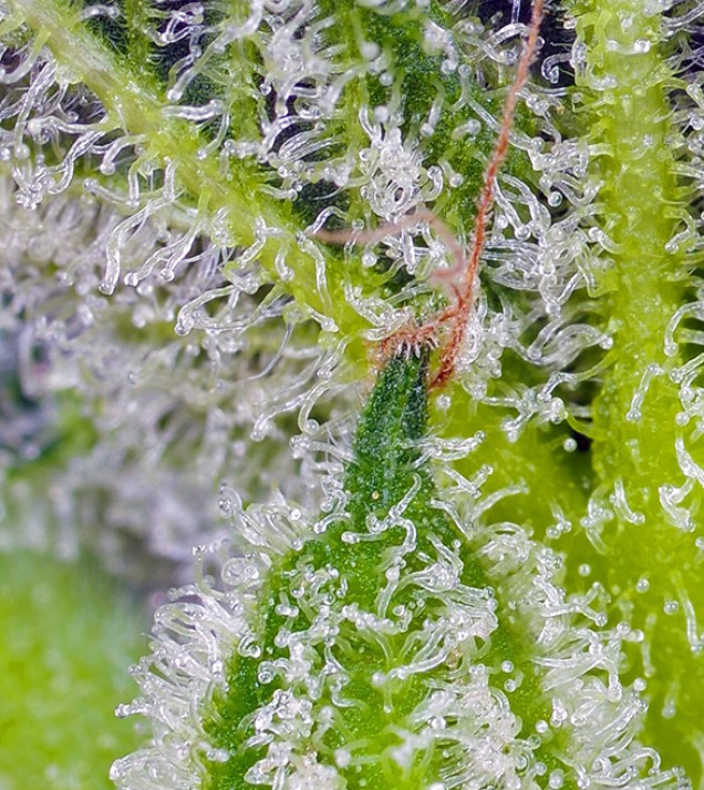 Sweet Mandarine Zkittlez XL Auto SOLDES
