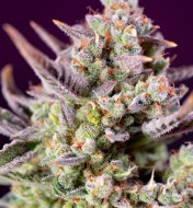 Sweet Zenzation XL Auto SOLDES