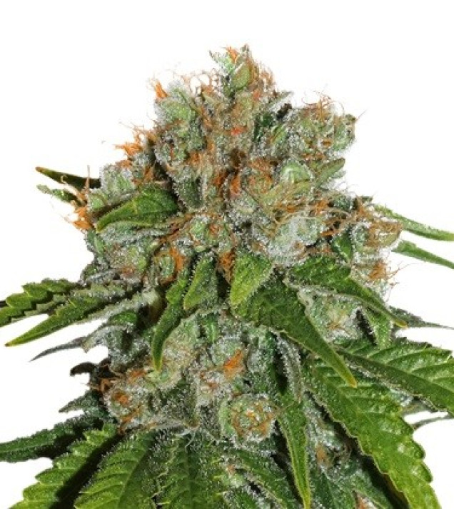 Amnesia Auto SOLDES