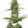 BCN Critical XXL Auto SOLDES