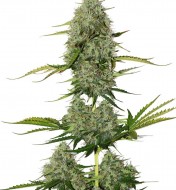 BCN Critical XXL Auto SOLDES