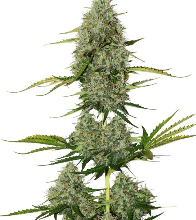 BCN Critical XXL Auto SOLDES