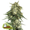 BCN Critical XXL Fast SOLDES