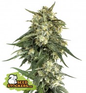 BCN Critical XXL Fast SOLDES