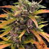 Gorilla G. Auto SOLDES