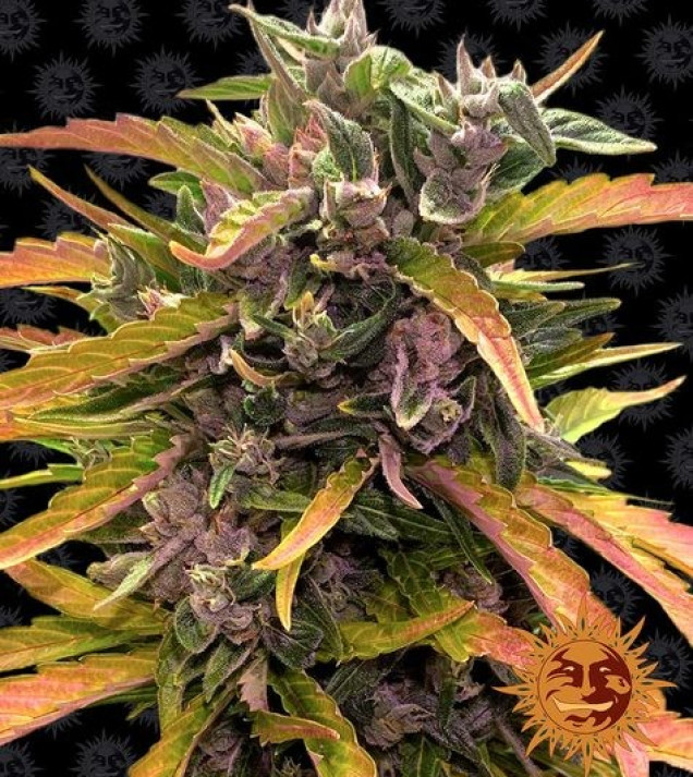 Gorilla G. Auto SOLDES