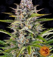 Gorilla Zkittlez Auto SOLDES