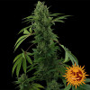 Pineapple Express Auto SOLDES