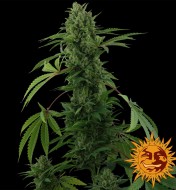 Pineapple Express Auto SOLDES