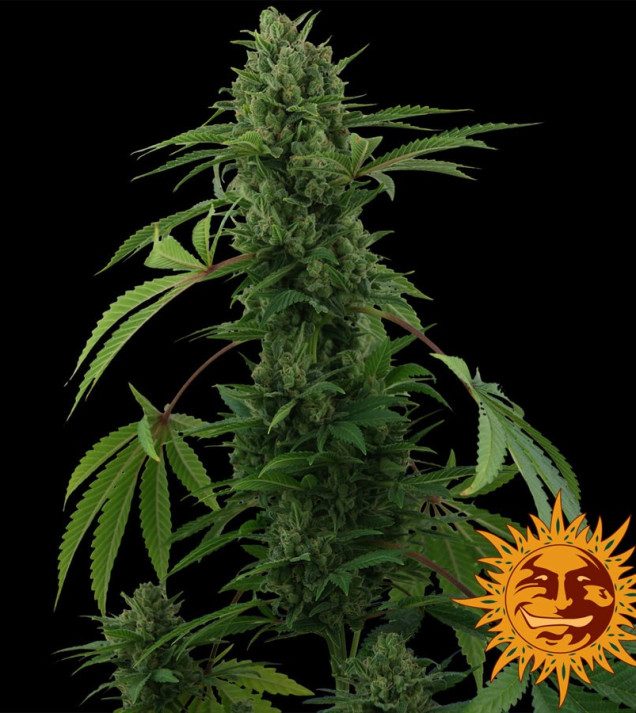 Pineapple Express Auto SOLDES