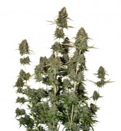 BCN Power Plant Auto SOLDES