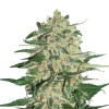 Big Bud SOLDES