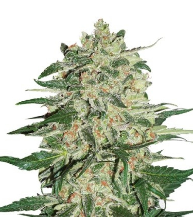 Big Bud SOLDES