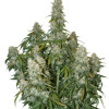 Big Bud Auto SOLDES