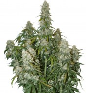 Big Bud Auto SOLDES