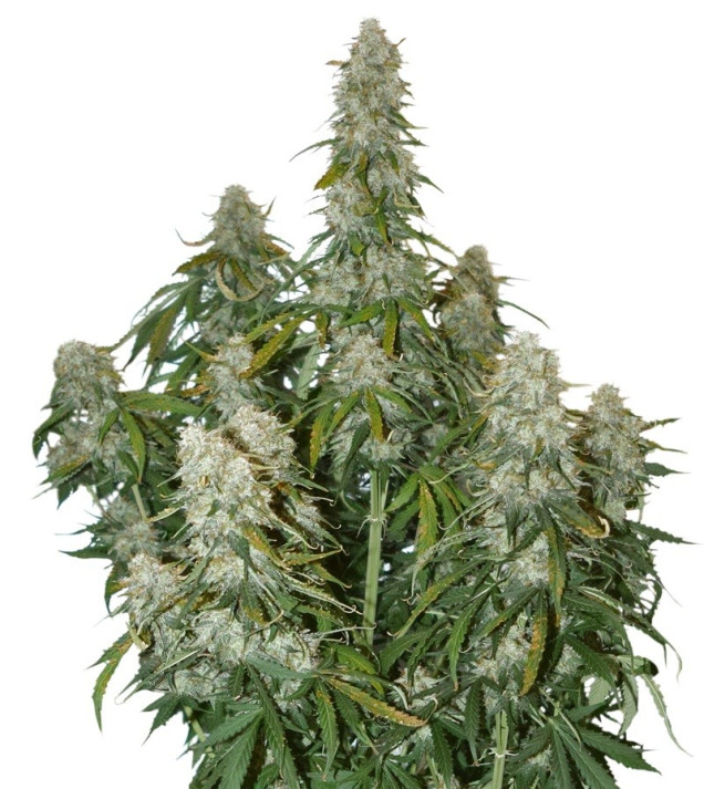Big Bud Auto SOLDES