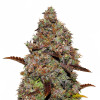 Gelato 41 SOLDES