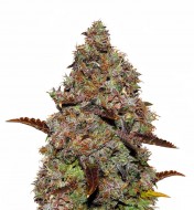 Gelato 41 SOLDES