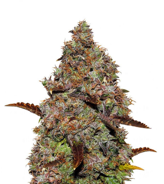 Gelato 41 SOLDES