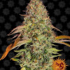 Zkittlez OG Auto SOLDES