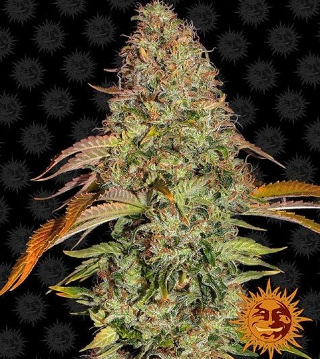 Zkittlez OG Auto SOLDES