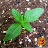 Zkittlez OG Auto SOLDES
