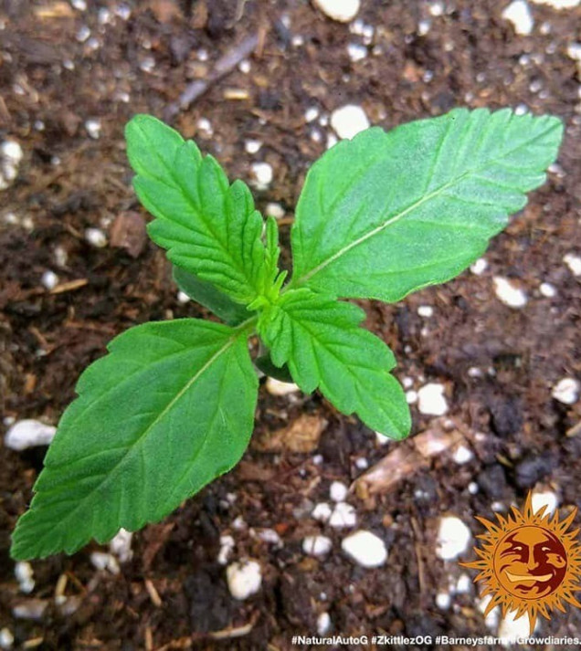 Zkittlez OG Auto SOLDES