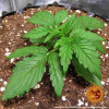 Zkittlez OG Auto SOLDES