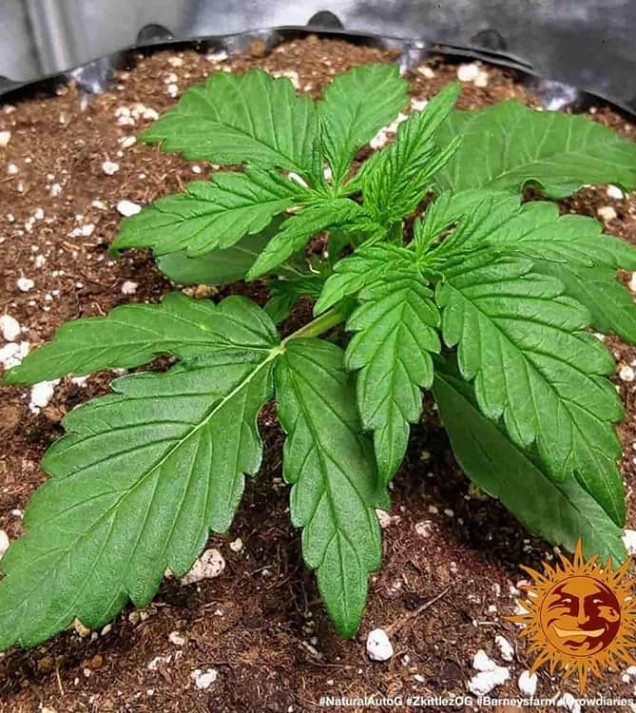 Zkittlez OG Auto SOLDES