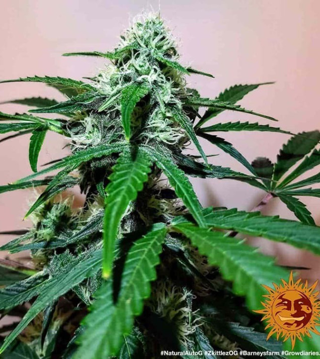 Zkittlez OG Auto SOLDES