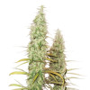 Santa Marta Haze Auto SOLDES