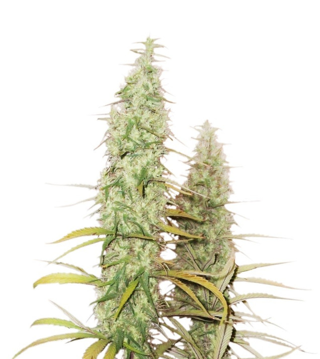 Santa Marta Haze Auto SOLDES