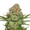 White Widow Auto SOLDES