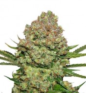 White Widow Auto SOLDES