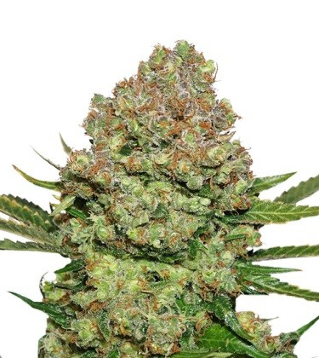 White Widow Auto SOLDES