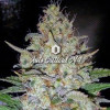 Auto Critical NL SOLDES