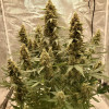 Auto Critical NL SOLDES
