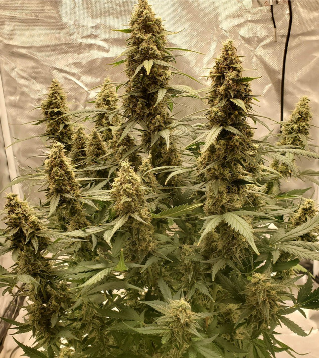 Auto Critical NL SOLDES
