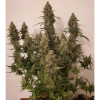Auto Critical NL SOLDES