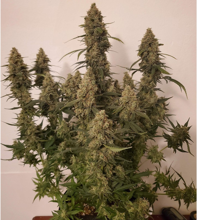 Auto Critical NL SOLDES