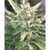 Auto Critical NL SOLDES