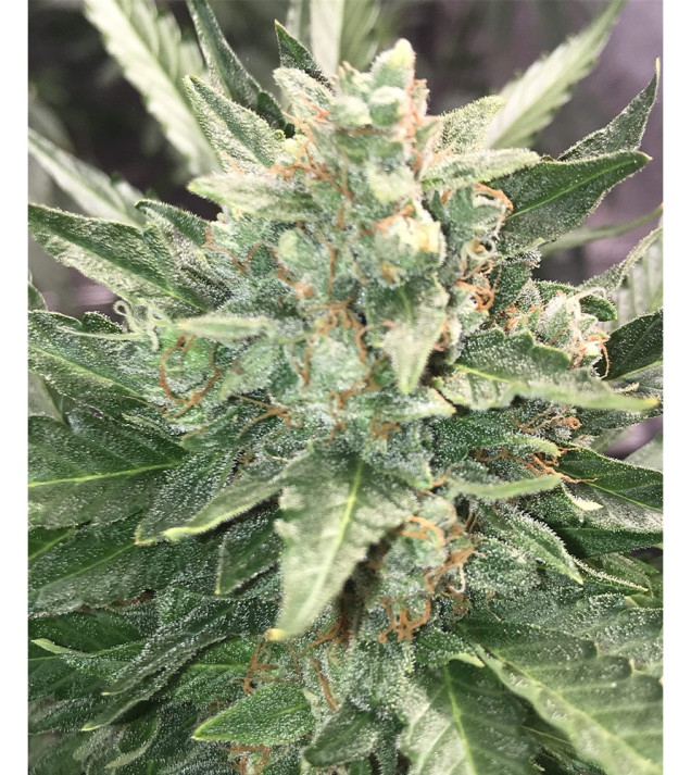 Auto Critical NL SOLDES