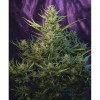 Auto Critical NL SOLDES